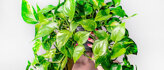 Hangplanten
